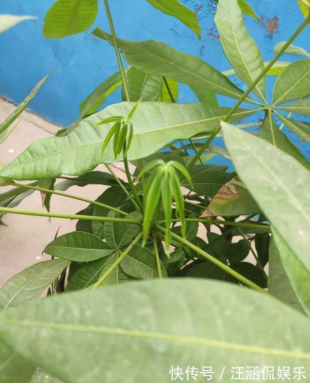 施肥|秋季养发财树，施肥要注意，提前用点“抗冻肥”，植株健壮更耐寒