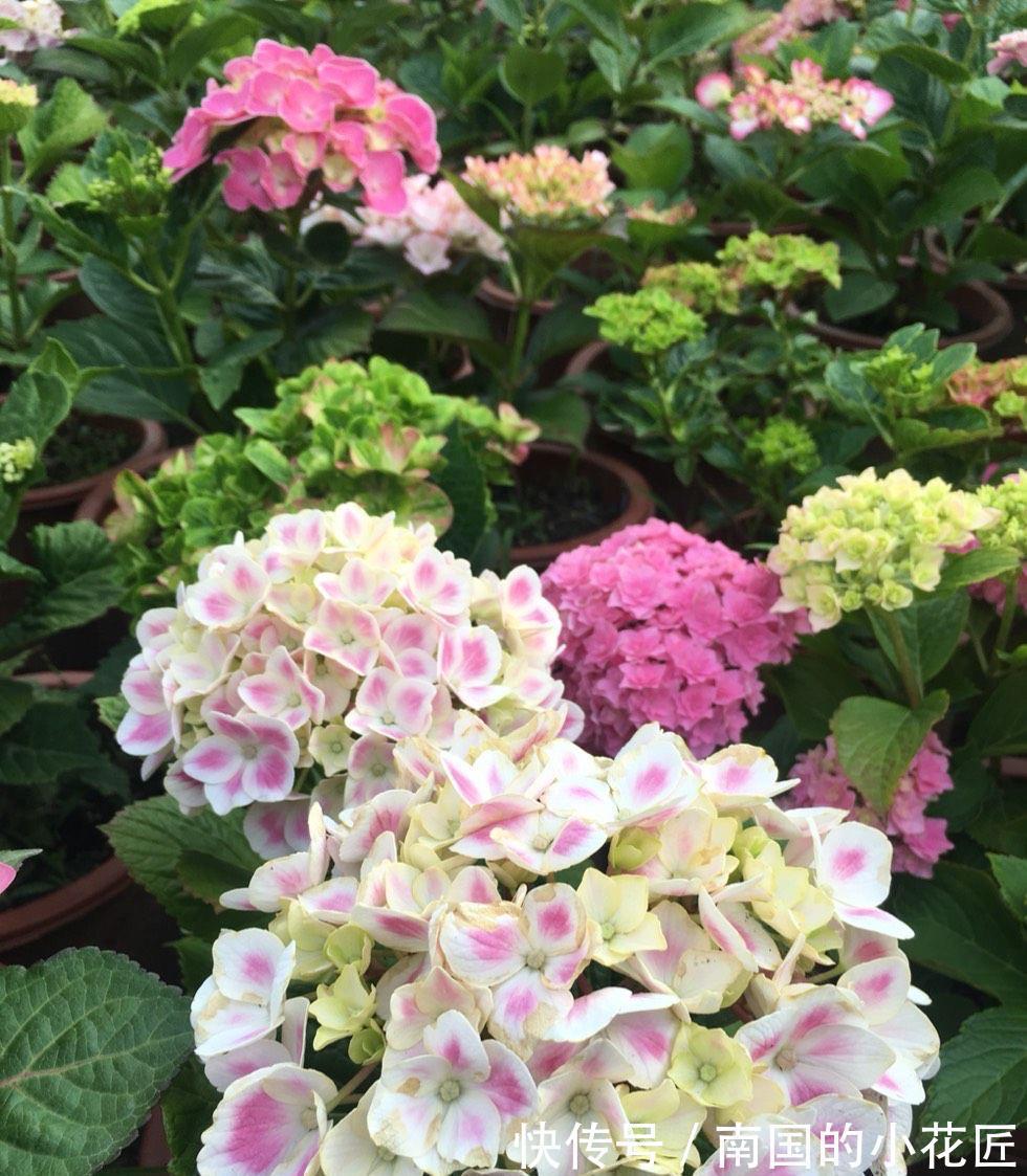 气生根|夏季也可以扦插繁殖的5种花,长根很快简单易活,由少变多