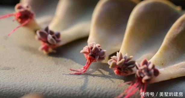 成活率|多肉叶插方式有几种?哪个成活率高?叶插时,需要注意什么?