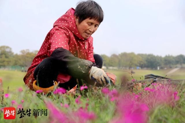 高淳桠溪：国际慢城扮靓景点迎花节