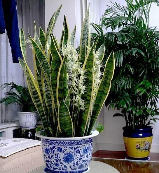 虎皮兰这样养，变成“大壮汉”，开花却“仙气十足”，结满相思豆