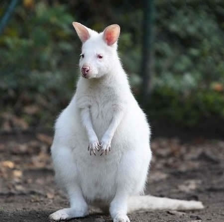 它们罕见而美丽，有的甚至需要涂防晒霜来防晒伤