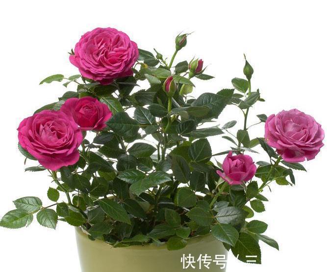 豆渣,换花盆和土壤的混合物放在花盆底部的时候,是很好的有机肥