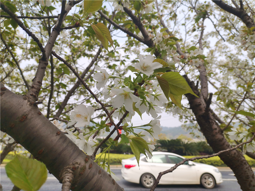 美丽吉安：樱花盛开 繁花似锦 灿若云霞