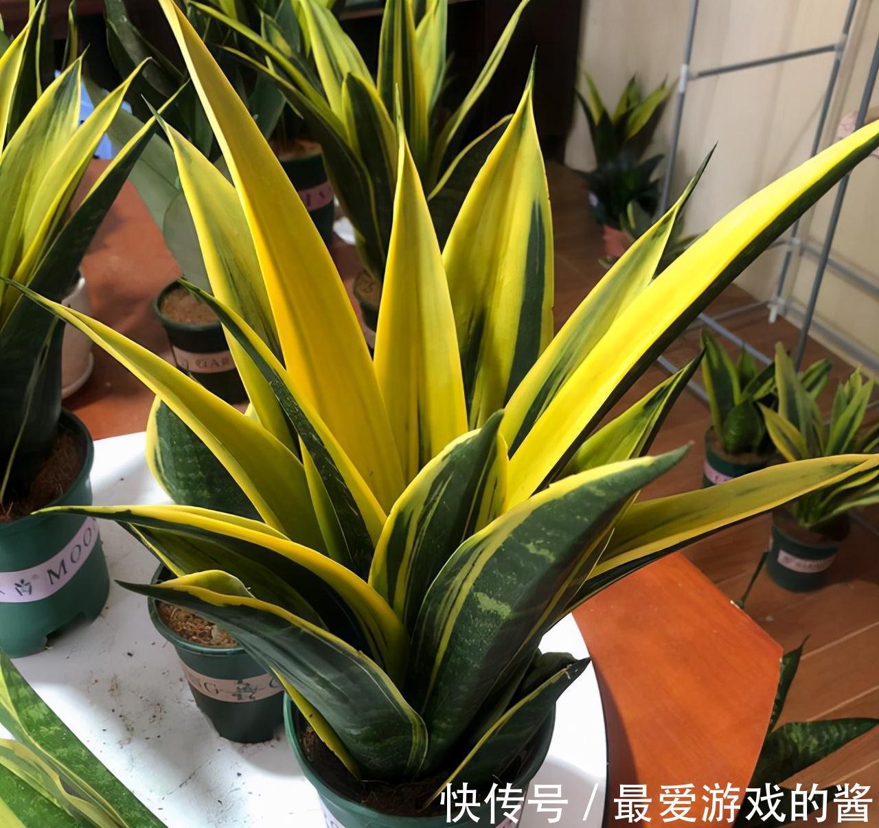 5种漂亮花,冬天爱睡觉,少水缺粮多晒晒才能长得好