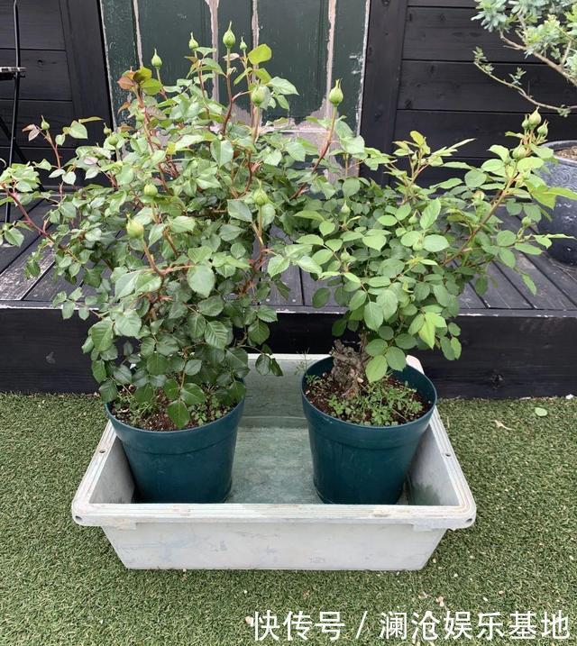 多肉植物|养花不会浇水，家里再多花也会被糟蹋，新手盆栽浇水指南