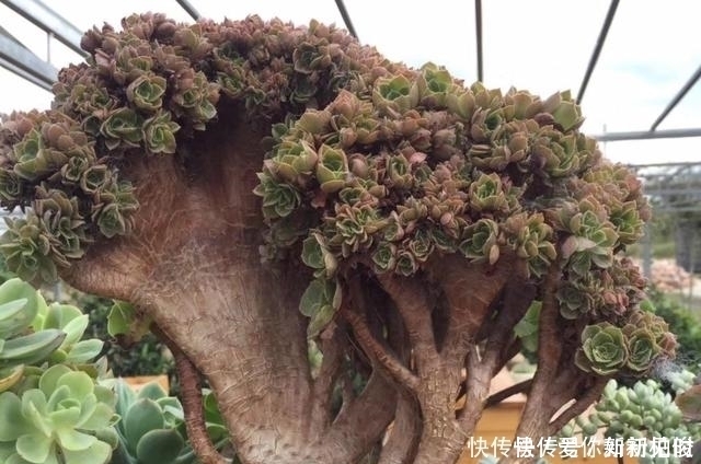 宅招财|居家养花不需要太多,养这3款多肉,不仅颜值高,而且可镇宅招财