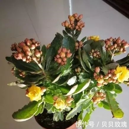 长寿花不好养,这样嫁接,以后不烂根,不黑腐,花开多爆盆