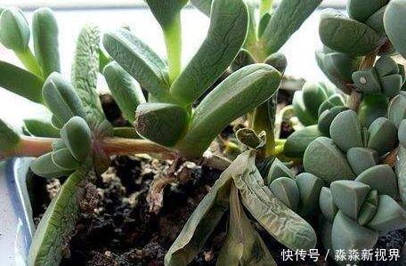 叶片|多肉养不好,叶片就“发软”,看看这几个原因,轻松帮你解决!