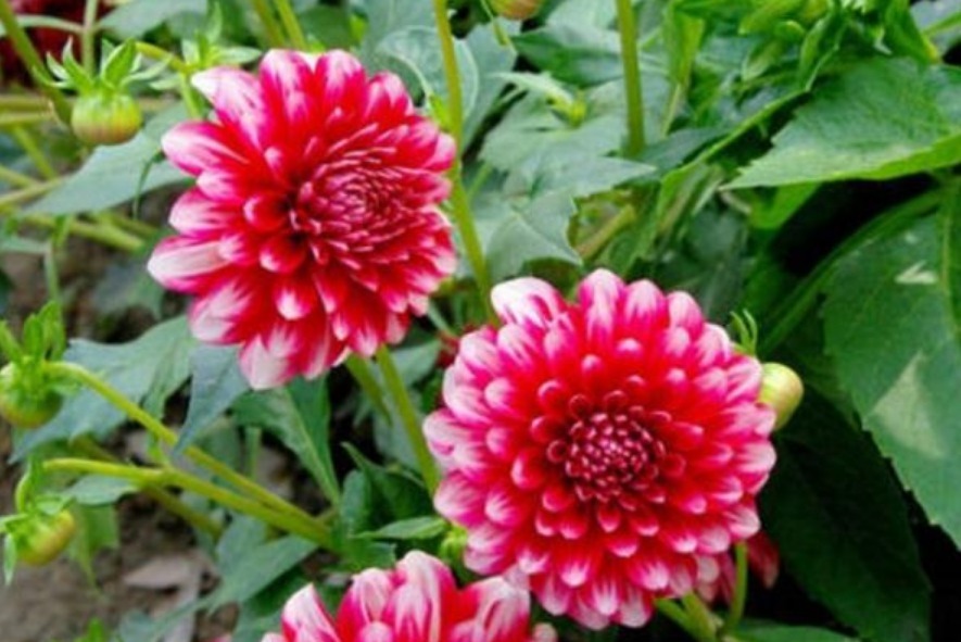 4种花最适合夏天养，不怕热不怕晒，阳台养两种，夏天变花海！