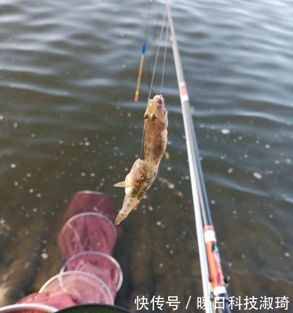 钓友|河道钓鱼却被“趴地虎”搞得心态爆炸?钓鱼人:这是四大害鱼之首