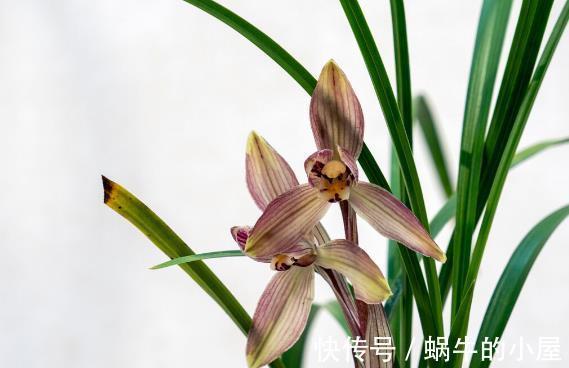 栽种|九月，很多养花人要笑了，因为7个好消息接踵而来