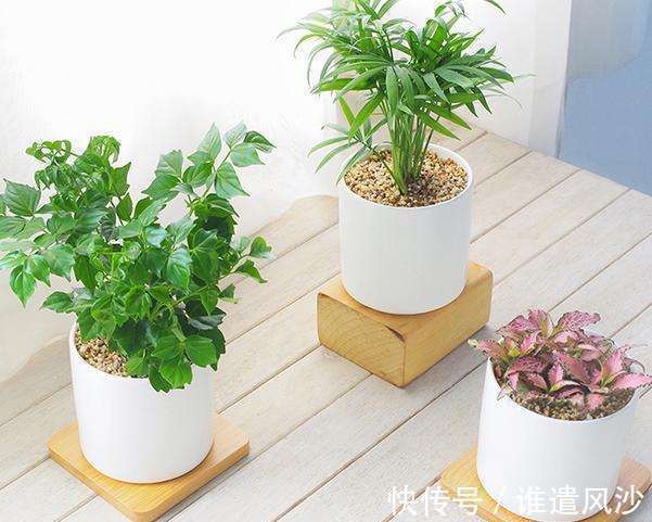 植物|家里养花,就选这些,品味高大上,好养又耐看