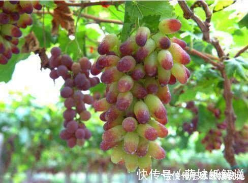 马奶葡萄|每天可以坚持吃3种食物,生津润燥,健脾宽肠,好处多多