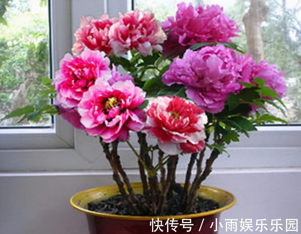 家里不要乱养花!6种养人花,吸废气制氧气,还有旺家的好寓意