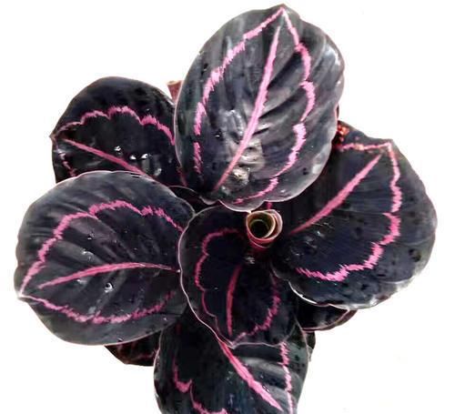 阳台再小，也要养3种花，叶子比花漂亮，是盆栽佳品