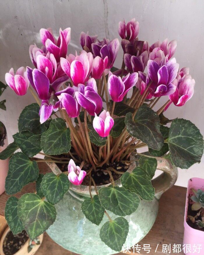 花盆|养花试试这几款,小花盆种植,并且不需要经常浇水,越养越好看