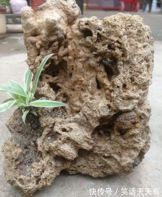石头养花学2个小方法处理，千金难求！花友谁也舍不得卖