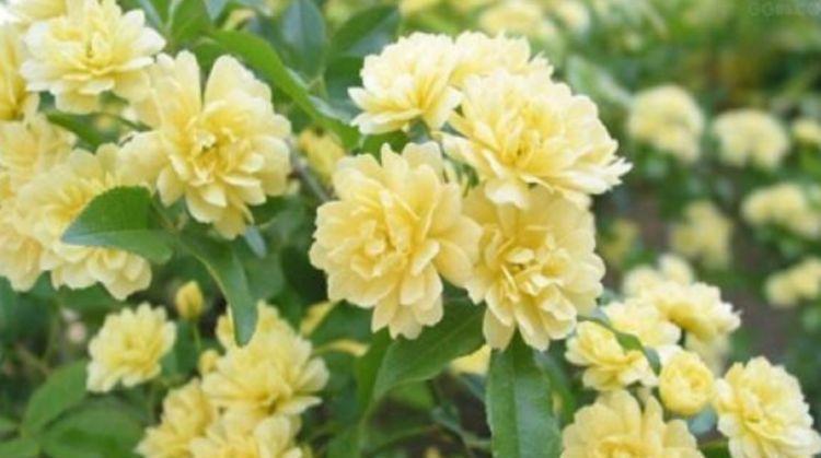 养花就养个花期长的,花大色艳,沾土就活,新手也能养的好!