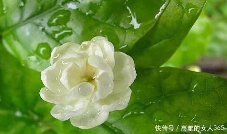 50种植物花语,不要再傻傻送错花了