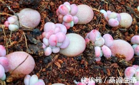 多肉|单头多肉如何变多头？最简单的打开方式，新手也会！