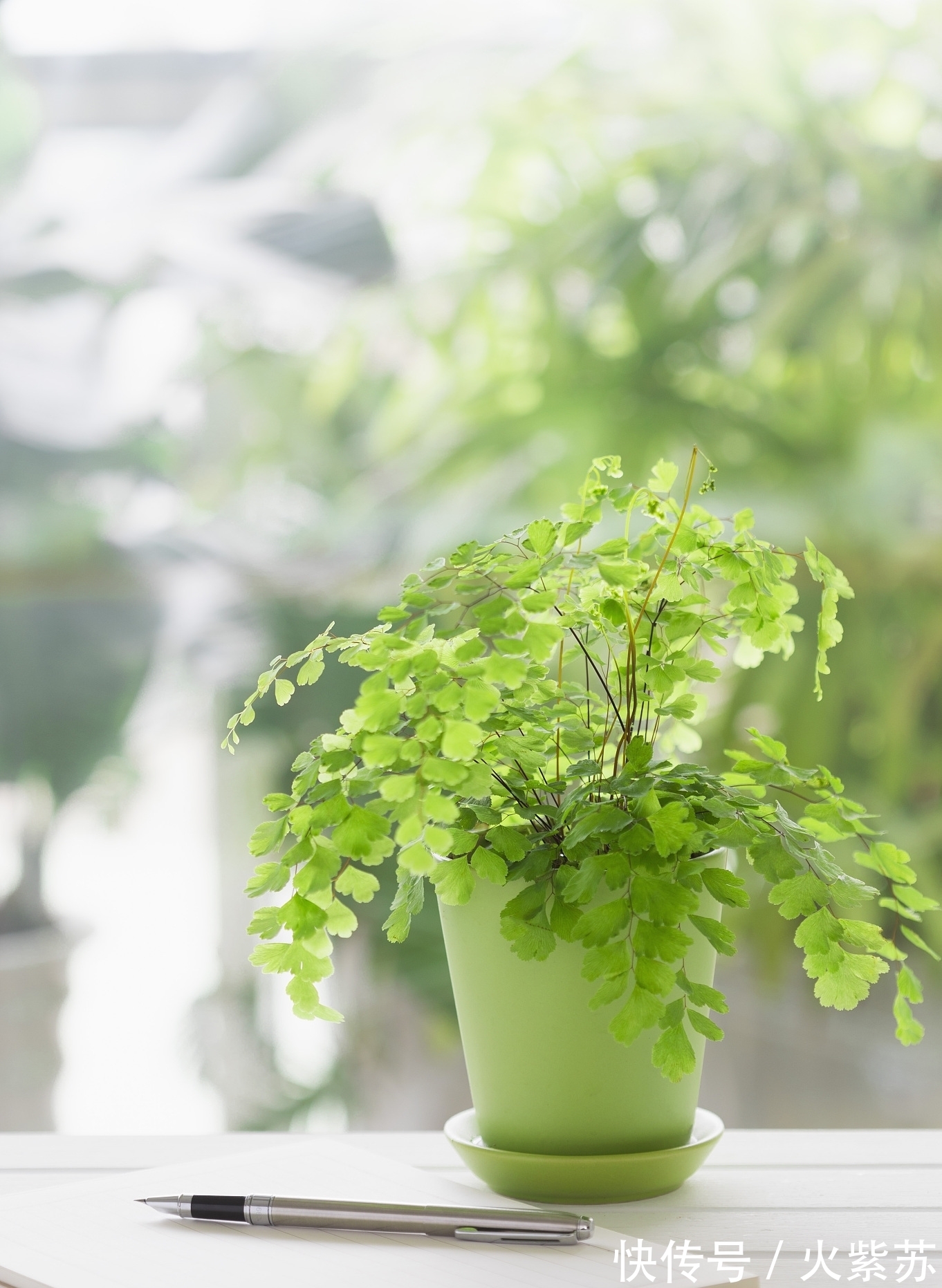 花卉|五种花耐阴性很好，天气凉爽也别暴晒，不然容易出问题
