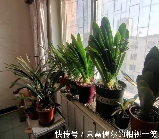 巧用这种皮,养君子兰发财树,叶片光亮,效果让人满意!