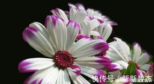 劳模|4种花号称开花劳模,花期全年,好看又好养,很值得拥有,美极了