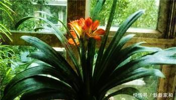 腐叶土|张大爷养花只用一种土,君子兰年年能开花,根壮叶片长得旺!