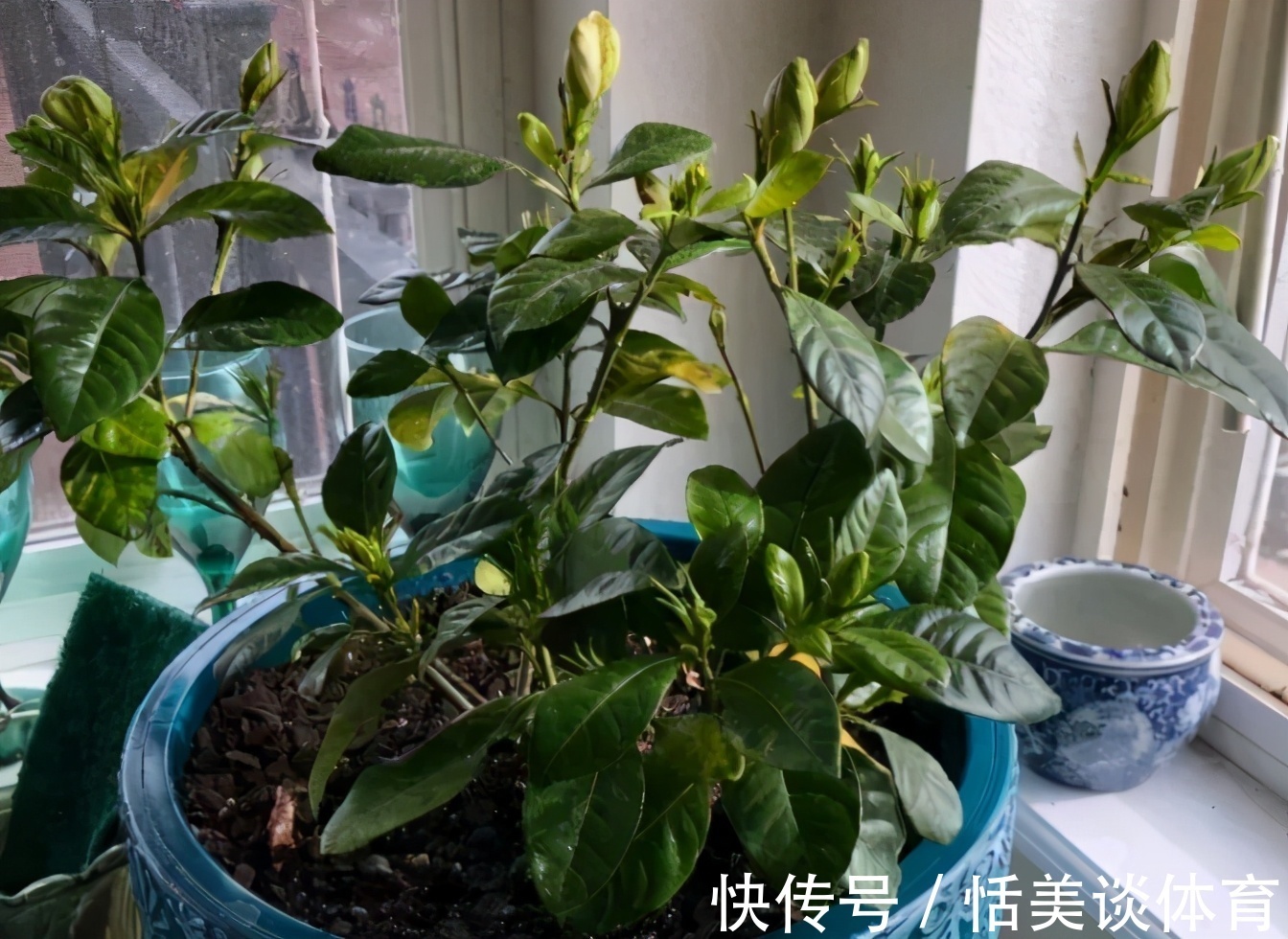 栀子花其实不难养，盆栽注意3点，叶子油绿开花勤