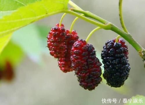 核桃仁|医生7种食物是高血压人的超强“降压药”,轮流吃血压稳稳降