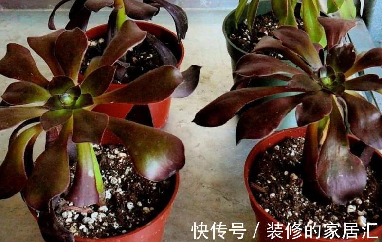 养护|养多肉黑法师，将注意力集中在这3点，盆栽长得格外精神