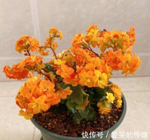 寿花|夏季养长寿花，做到二少一勤，顺利度夏，入秋后疯长开花