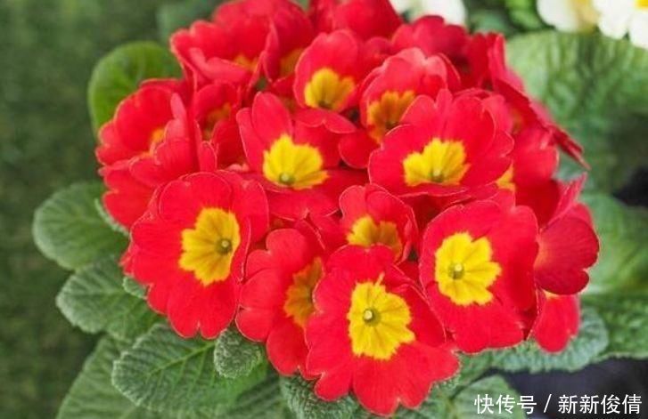 爆盆|有钱人都养4种花,开花爆盆花期长,花大色艳真漂亮,谁养谁上瘾