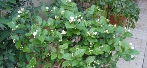 茉莉花秋天怎么养教你一招,开花比夏天还多