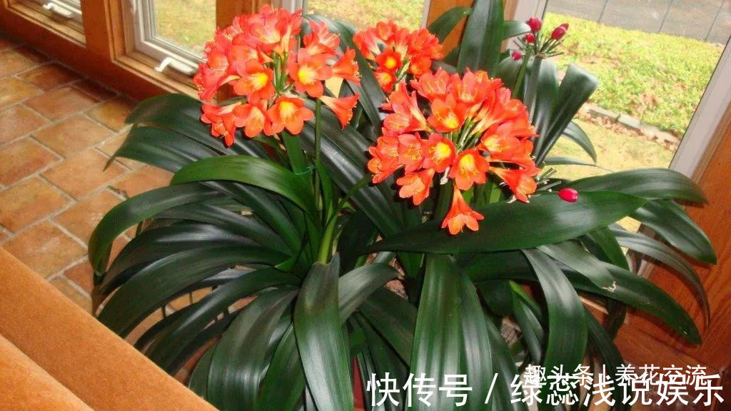 为啥很多朋友在家里养不好君子兰，有可能一开始就买错了