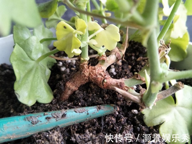 休眠|6种花淋雨就会“烂”,下雨最好放屋里,别忽视