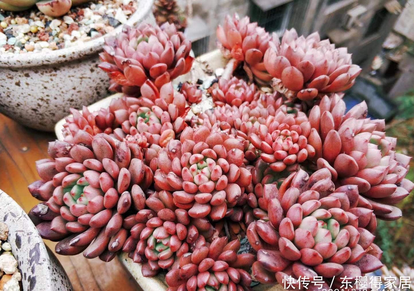 红宝石|大家哪种多肉养得最好?虽然我的多肉不少,但最满意的还是红宝石