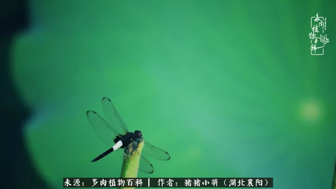 一花一世界,一肉一欢喜!遇见多肉,重新发现生活的美!