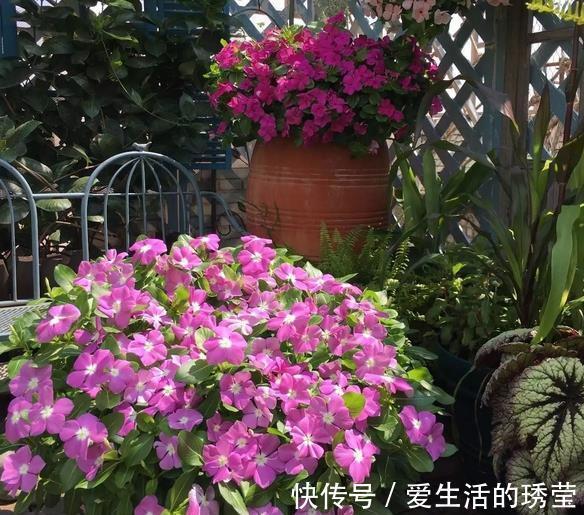 花友|适合家里养的4种花，全年开花不长虫