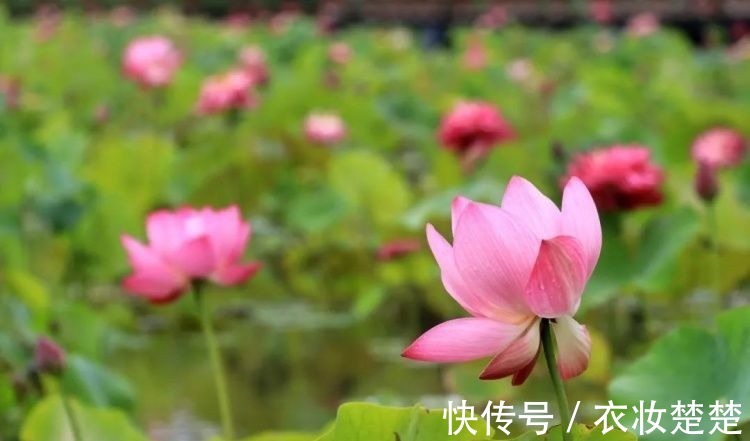 “四蒂睡莲”长什么样?一起来花博园看荷花、莲花群芳争艳