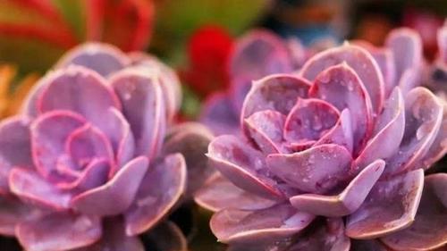 易度夏|夏天养一盆多肉紫珍珠,不褪色颜色美,皮实好养易度夏