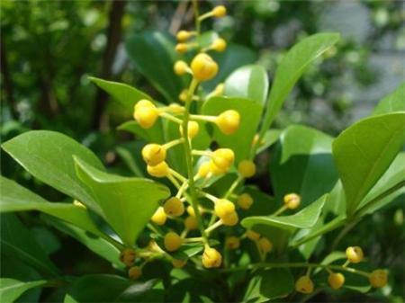 米兰花怎么浇水施肥 米兰花期管理技巧这样养开花时间更长