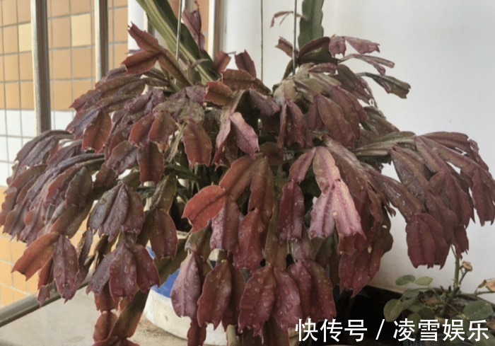 大伙儿|家里有此7种花,少浇水不能晒,天热要休眠早看早知道