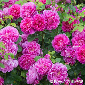 庭院爱养花卉,3种花卉不能少,养护花开满园,花园成花海,美丽