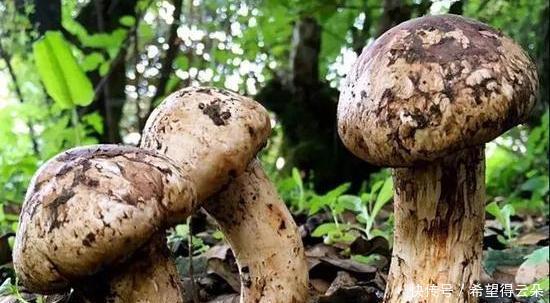 丛林|在香格里拉神秘丛林里,松茸才是大自然孕育出的天然美味