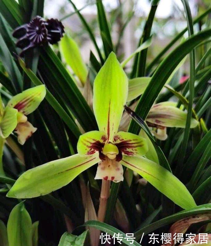 冬季的阳台,少不了这“3种花”,清新美丽芳香,花繁叶茂