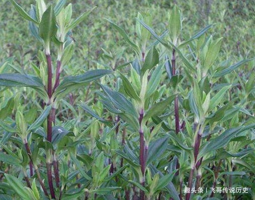 圆柱形|农村这种野草，头发全脱也有很好的治疗效果，你认识这种野草吗