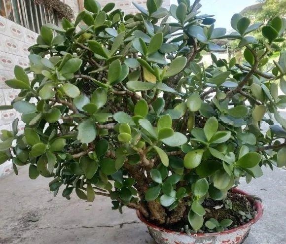 蟹爪兰|长寿花换盆,切忌越换越大,一直用小盆养才好!