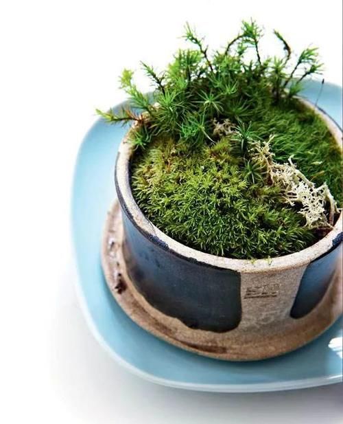 汇集三点原则,为盆景量身定做“独家”浇水法则!